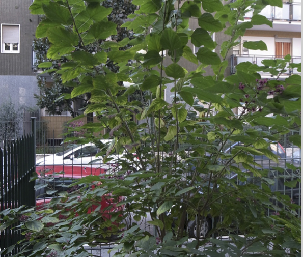 monolocale 40m²